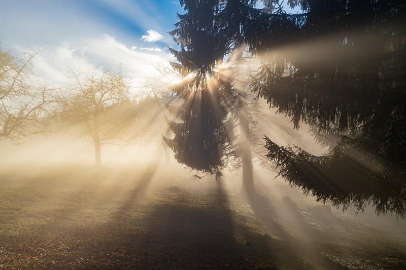 Enigmatic Forest